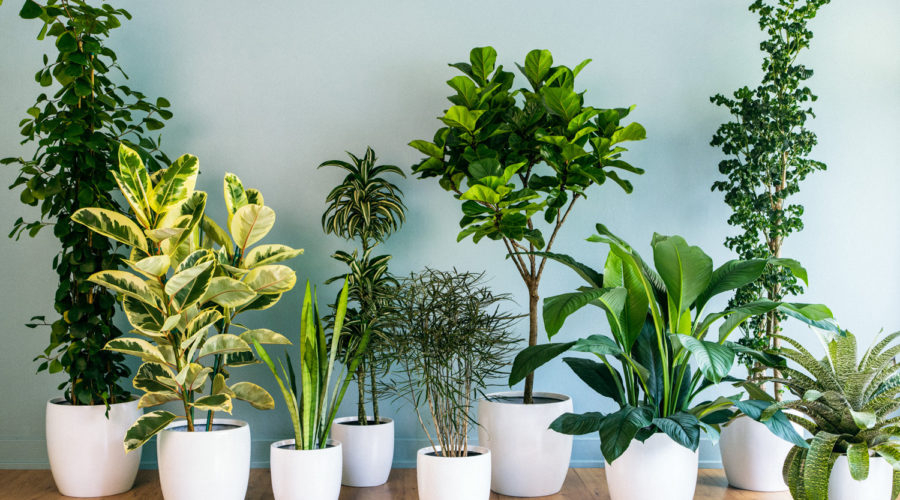 Indoor Foliage Plants Market